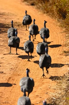 Running helmeted pearl hen,Numida meleagris