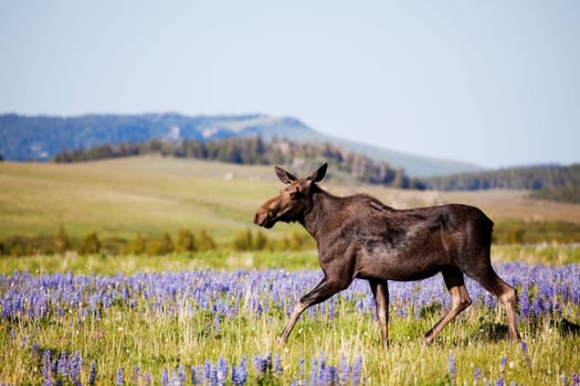 moose cow on meadow