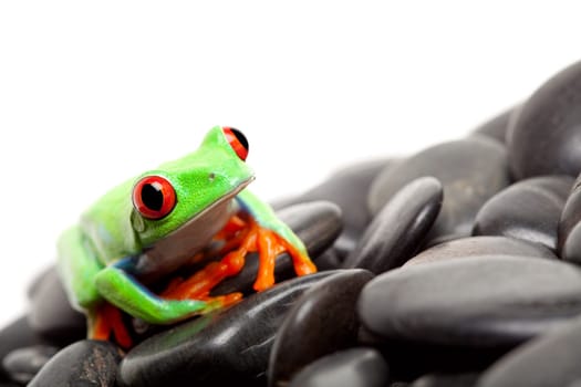 frog on the rocks isolated