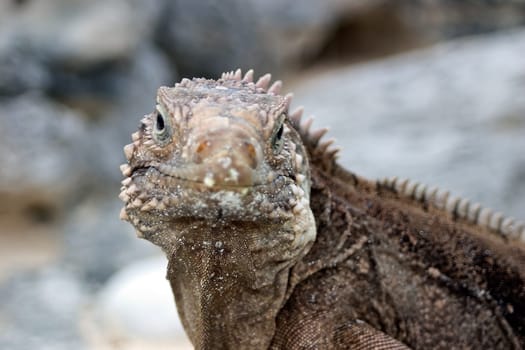 Cuban Belttail Iguana