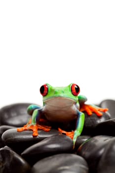 frog rocks isolated on white
