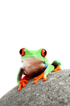 frog on a rock isolated