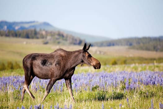 moose cow on meadow