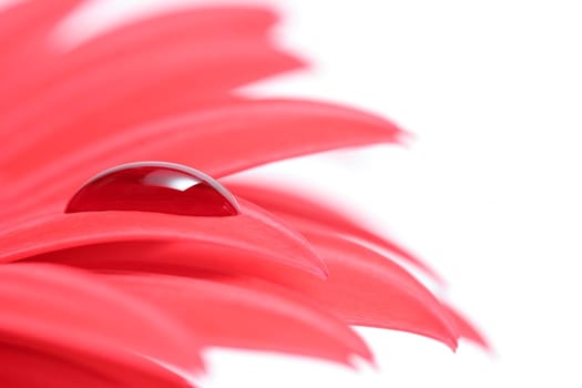 drop on flower petal