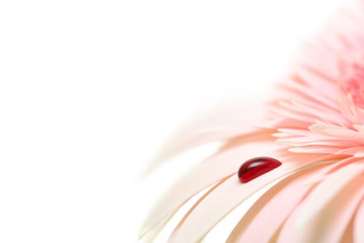 bleeding daisy