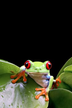 frog on plant isolated black