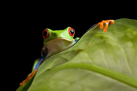 frog on a leaf isolated black