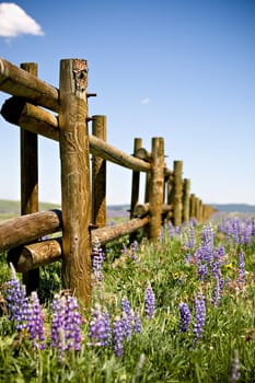 fence through field of lupin