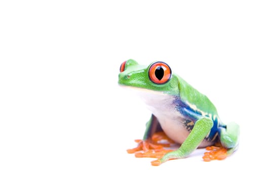 red-eyed tree frog isolated
