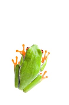 frog top view isolated