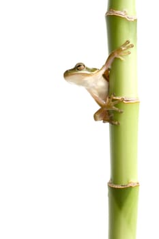 frog on bamboo isolated white