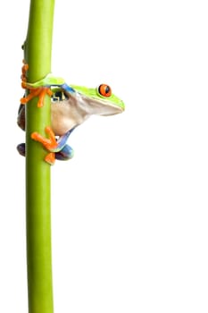 frog on plant stem isolated