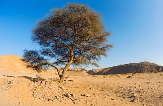 Acacia in Wadi Arad
