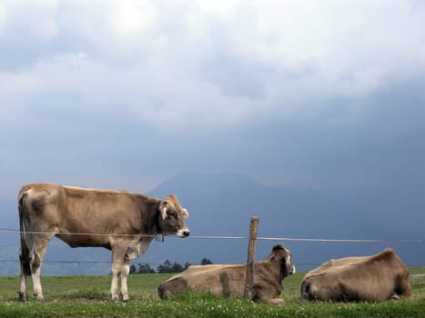 3 cows on the mountain pasture
