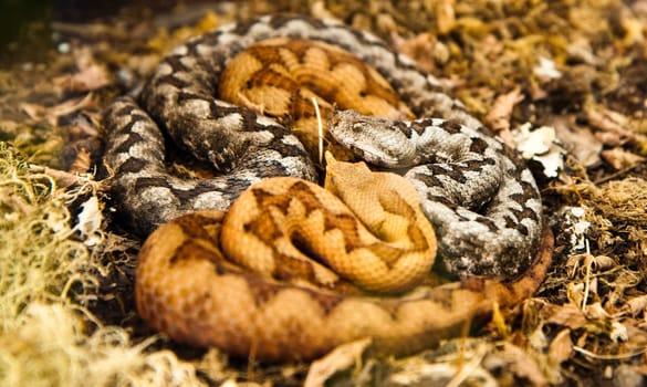 Horned viper