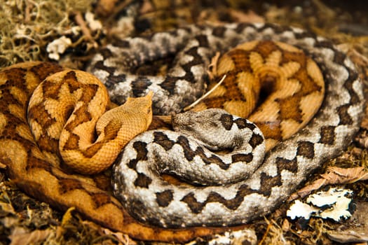 Horned viper