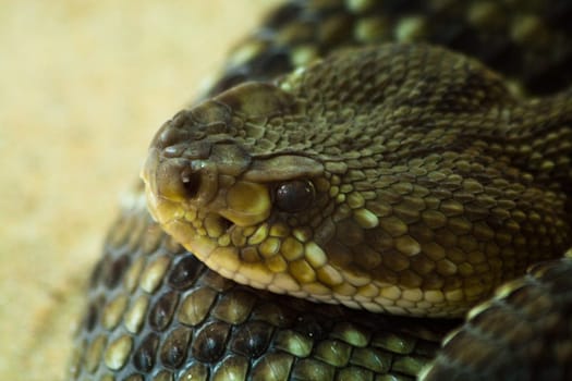 Rattlesnake