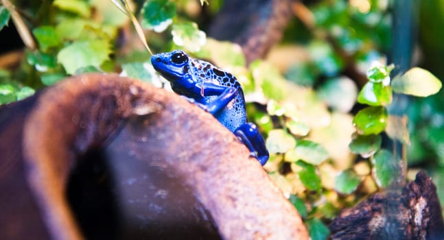 Horrible poison dart frog