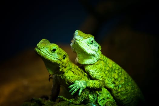 Bearded dragon