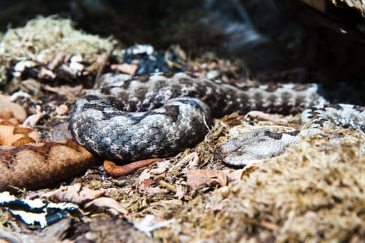 Horned viper