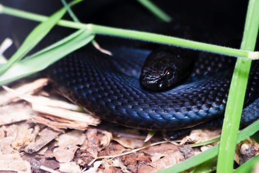 Indigo Snake
