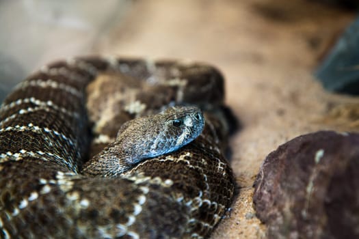 Rattlesnake