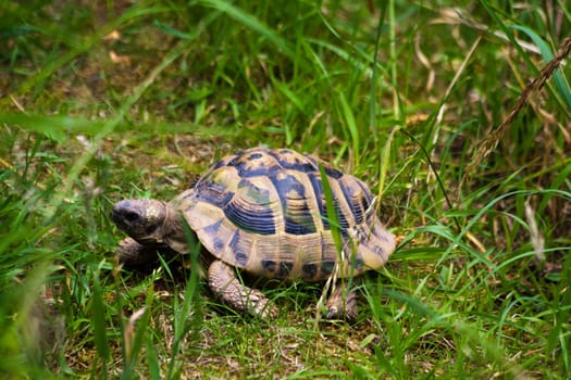 turtle