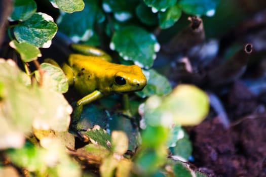 Horrible poison dart frog
