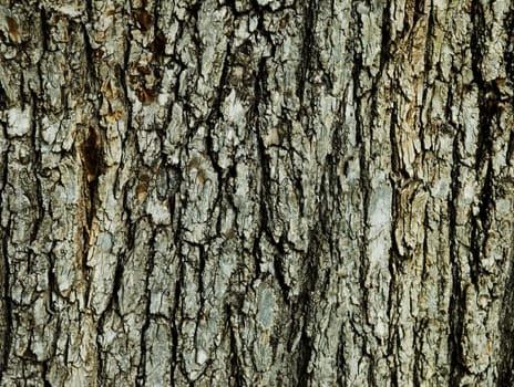 Tree Bark