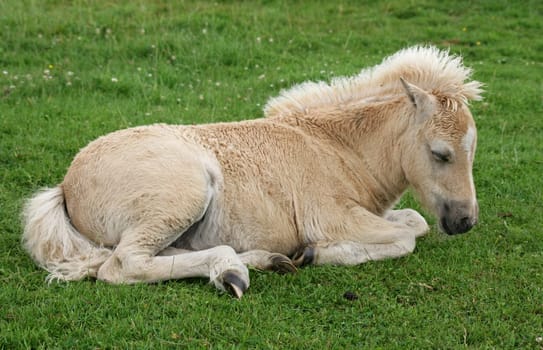 Sleeping Shetty Foal