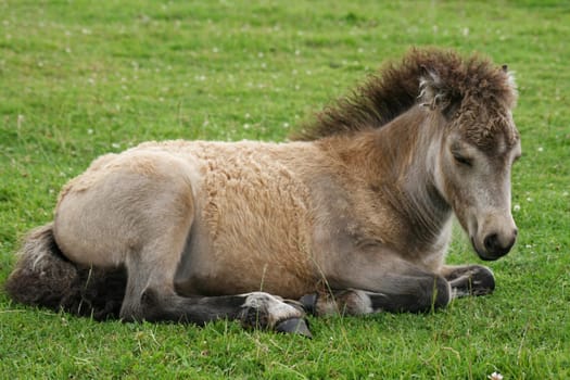 Lying Shetty Foal