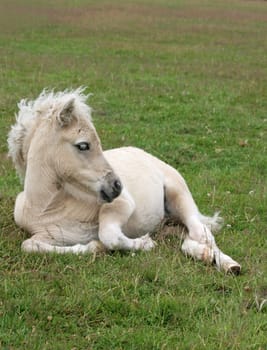Shetty Foal