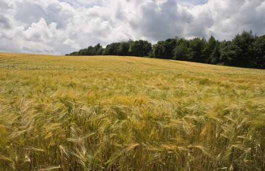 Riping grain on the fields in summer sun