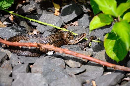 Viper - Vipera-berus