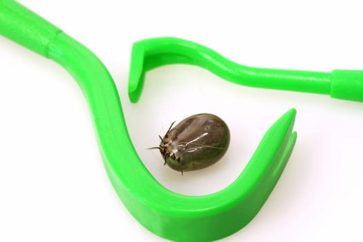Castor bean tick