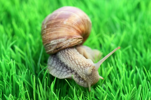 Edible snail