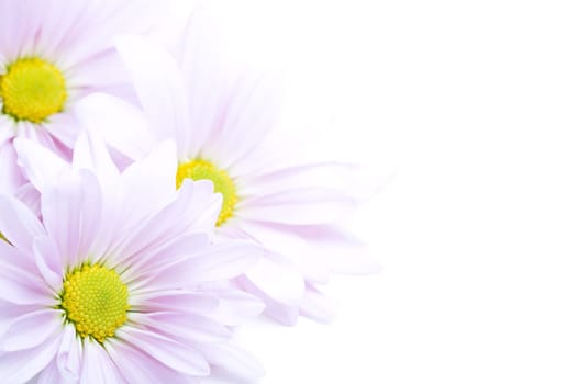 flowers border