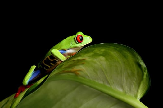 red-eyed tree frog on leaf