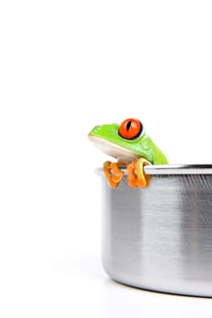 red-eyed tree frog in cooking pot