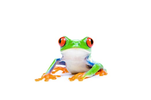 red-eyed tree frog isolated on white