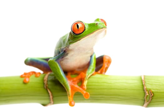 red-eyed tree frog on bamboo