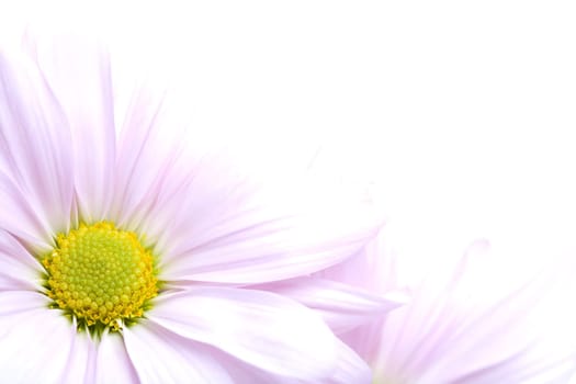 daisies high-key on white