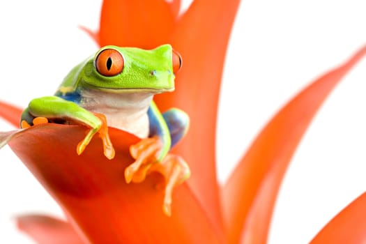 frog on his throne