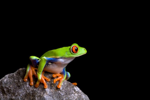 frog on rock