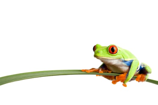 frog on a leaf