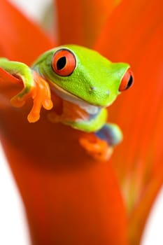 frog chilling on plant