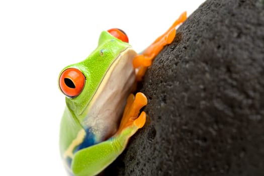 frog on a rock