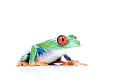 red-eyed tree frog