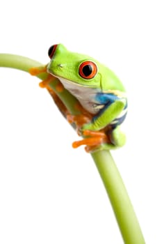 red-eyed tree frog