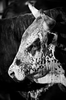 rodeo bull in black and white